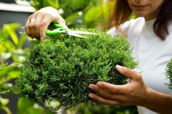 Juniper Shrub Pruning in Salinas