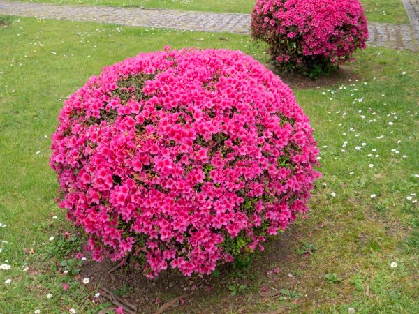 Rhododendron Pruning in Salinas