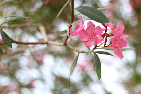 Oleander Removal in Salinas