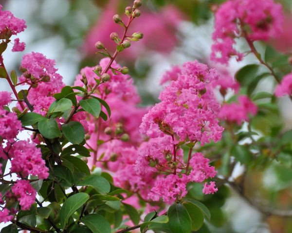 Crepe Myrtle Removal in Salinas