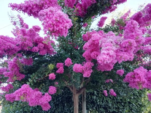 Crape Myrtle Pruning in Salinas