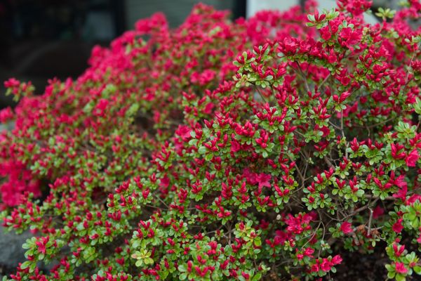 Weigela Removal Service in Salinas