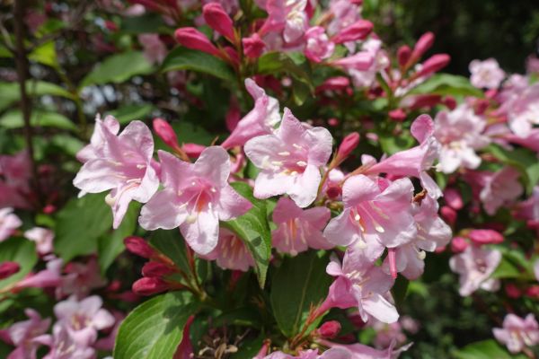 Weigela Pruning Service in Salinas