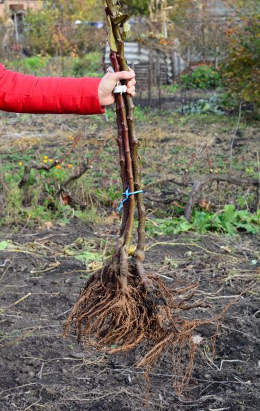 Shrub Root Removal in Salinas