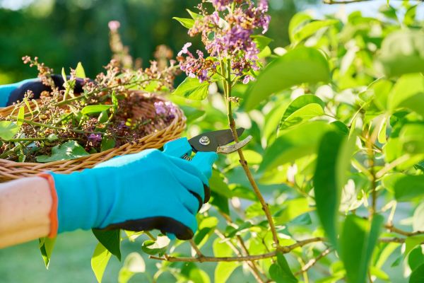 Lilac Trimming Service in Salinas
