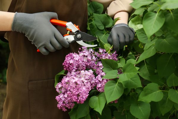 Lilac Pruning Service in Salinas
