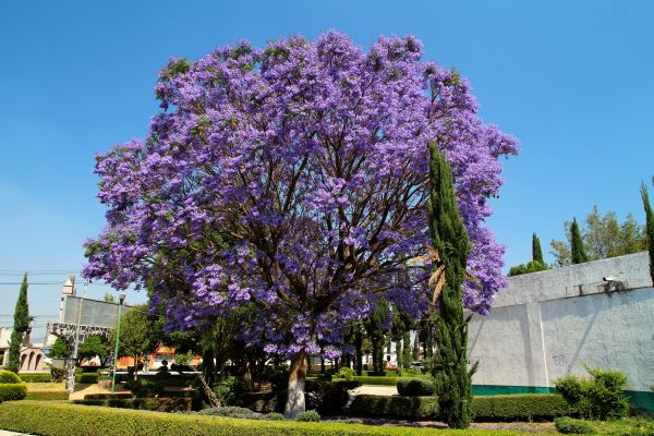 Jacaranda Pruning in Salinas