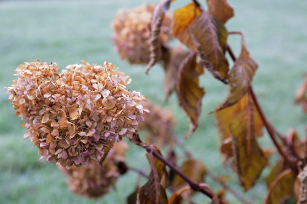 Hydrangea Removal in Salinas