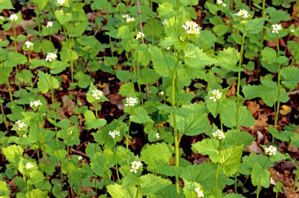 Garlic Mustard Removal in Salinas