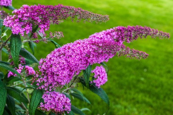 Butterfly Bush Removal in Salinas