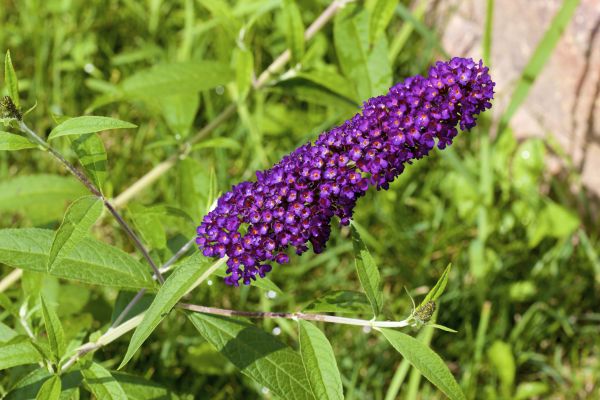 Butterfly Bush Pruning in Salinas