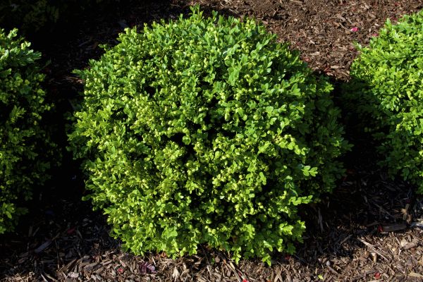 Boxwood Removal in Salinas