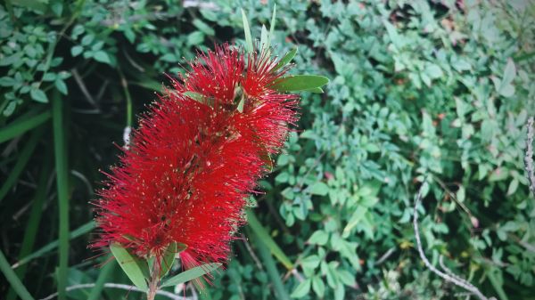 Bottlebrush Pruning in Salinas