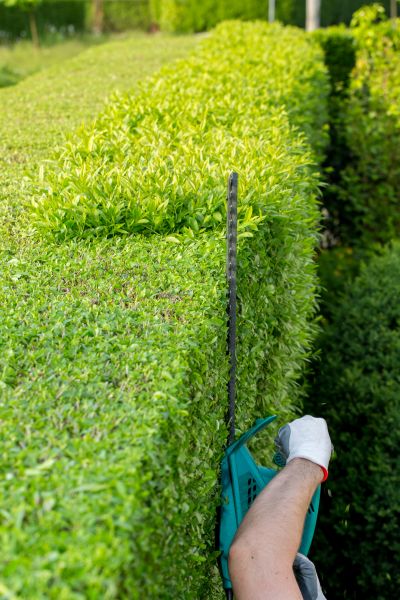 Hedge Trimming in Salinas