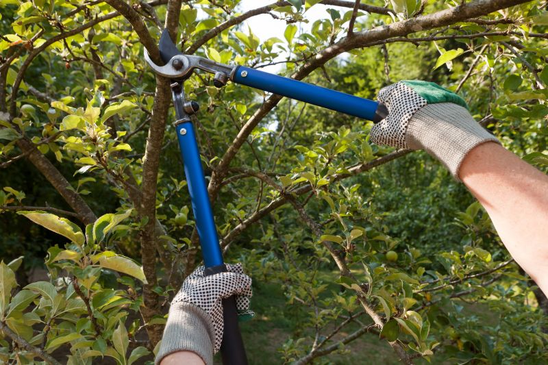 Professional Pruning in Action